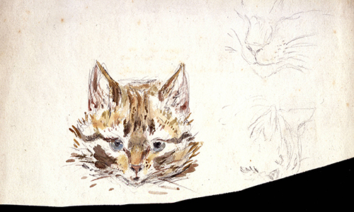 Studies of a Cat